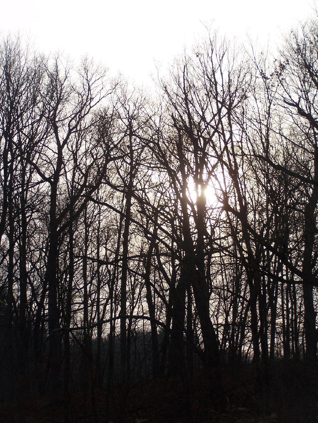 Photo: Sun Setting on Tree Photo: Sun Setting on Tree