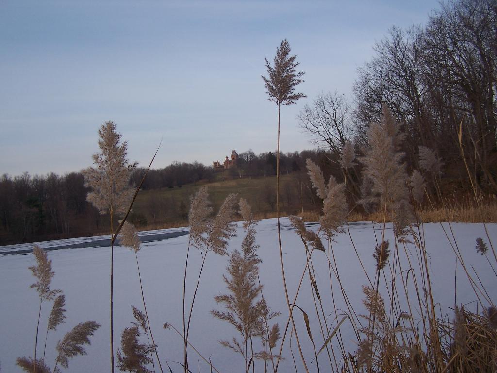 Photo: Cattails