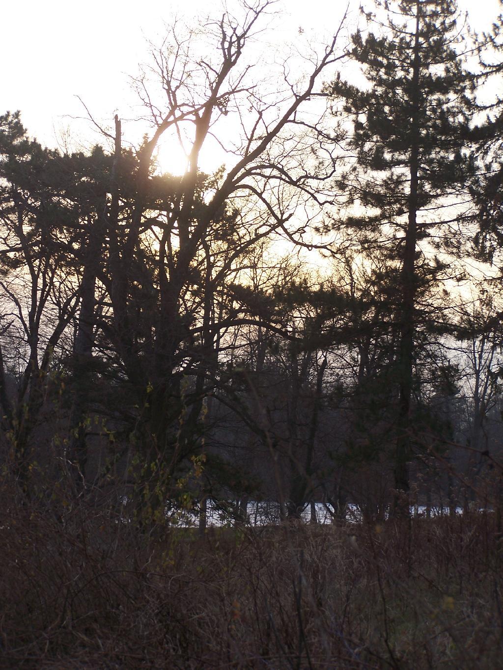 Photo: Sunset Through Bramble