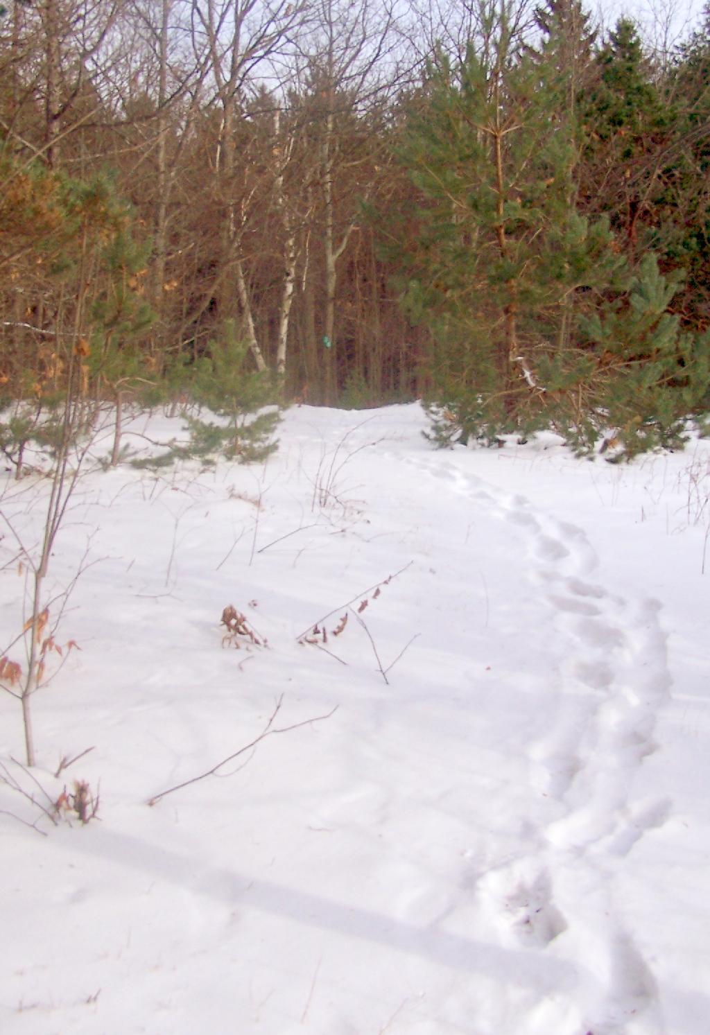 Photo: An Open Spot on Trail Photo: An Open Spot on Trail