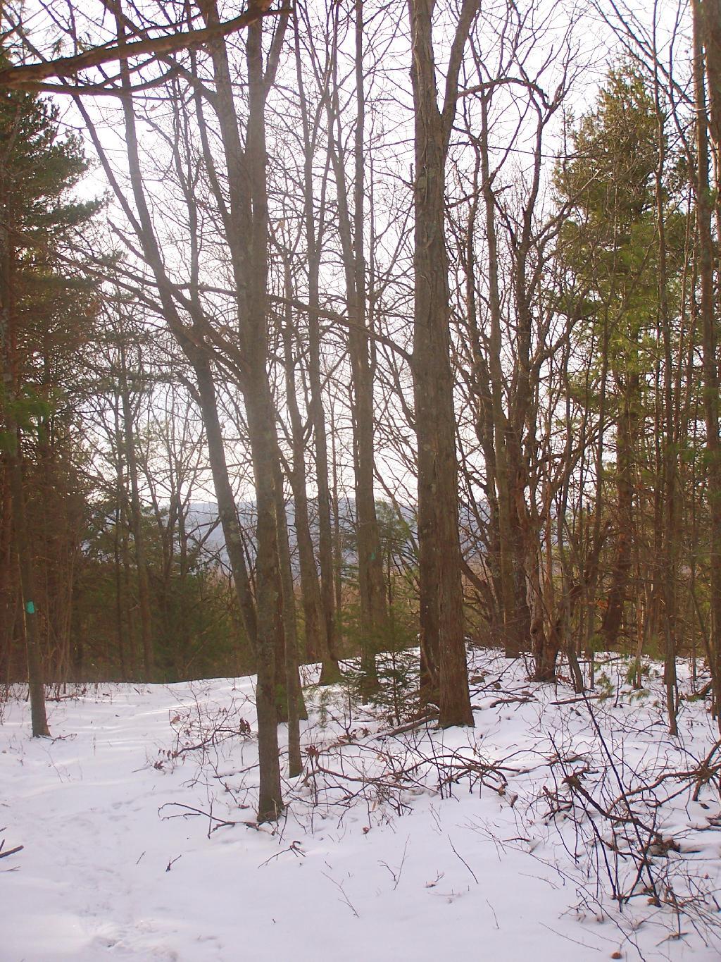 Photo: Looking Thru Trees Towards East Hill