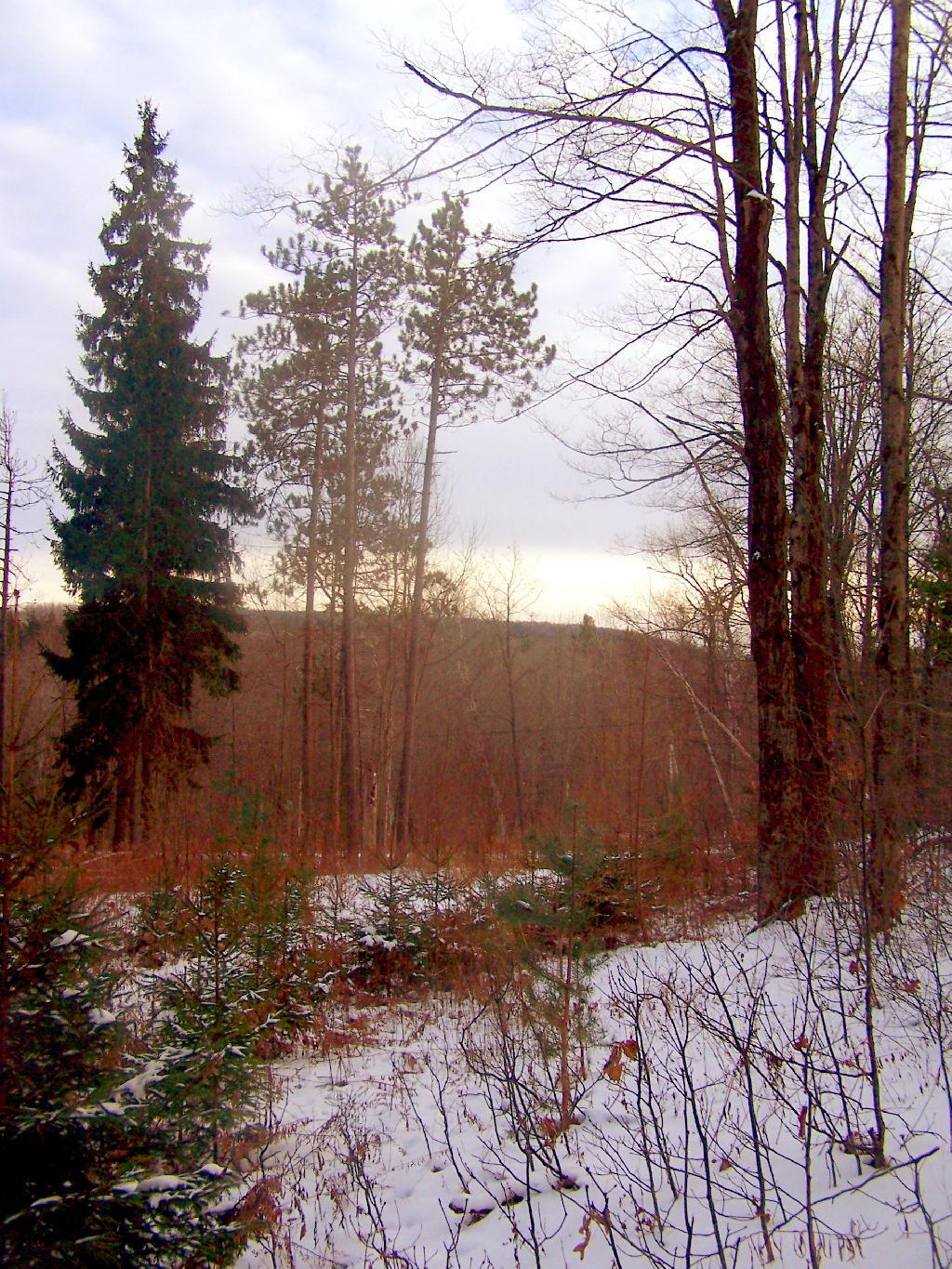 Photo: Clearing on Irish Hill
