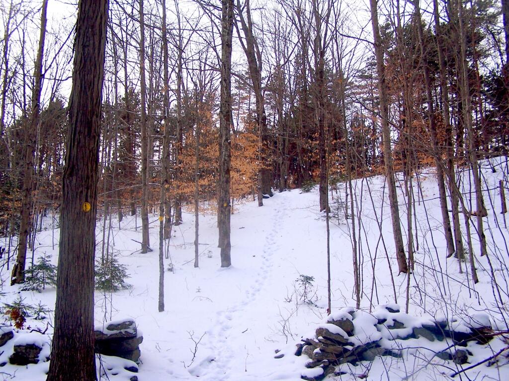 Photo: Ski Trail Up the Hill Photo: Ski Trail Up the Hill