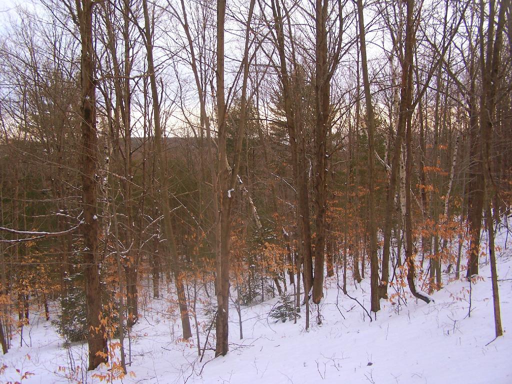 Photo: View South Through the Trees