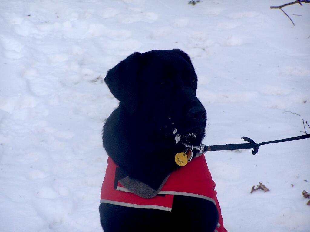 Photo: Dog Waits Patiently