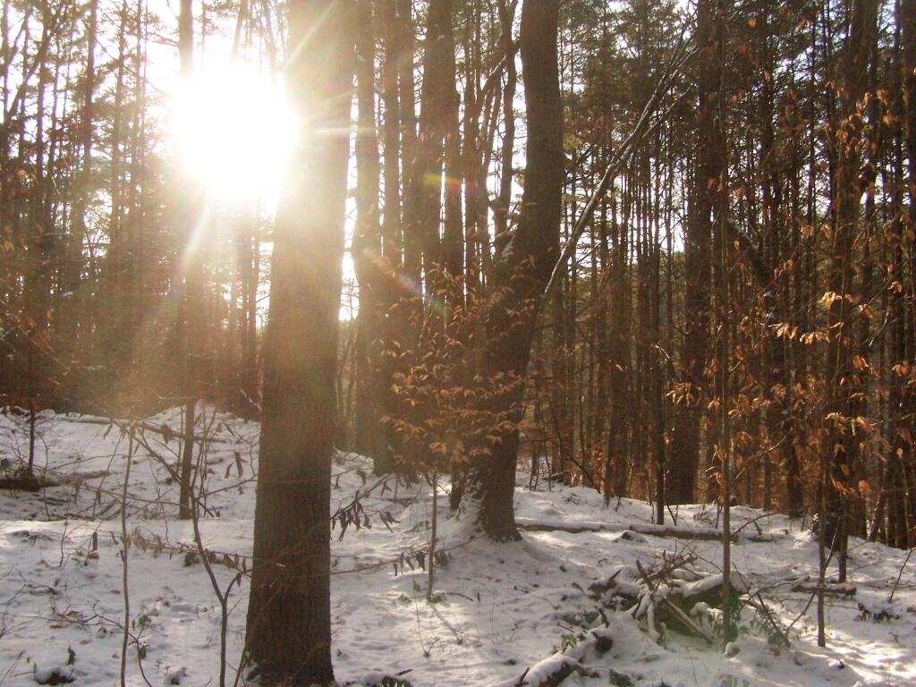 Photo: Sun Through Trees