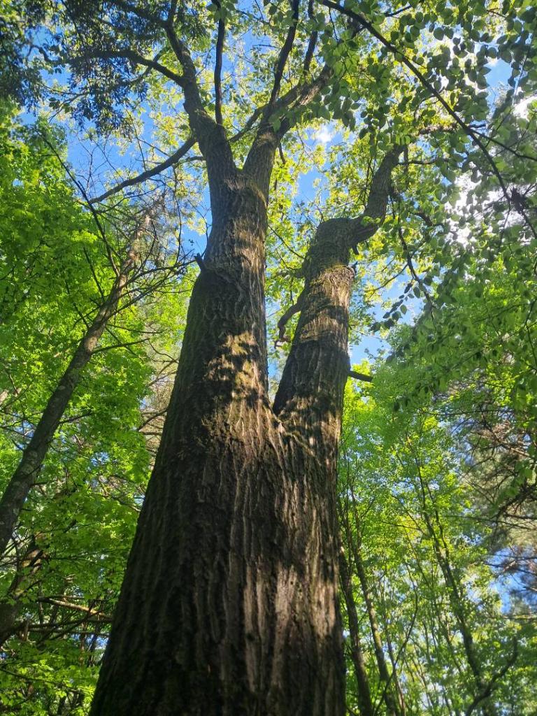 Photo: Old Growth Oak