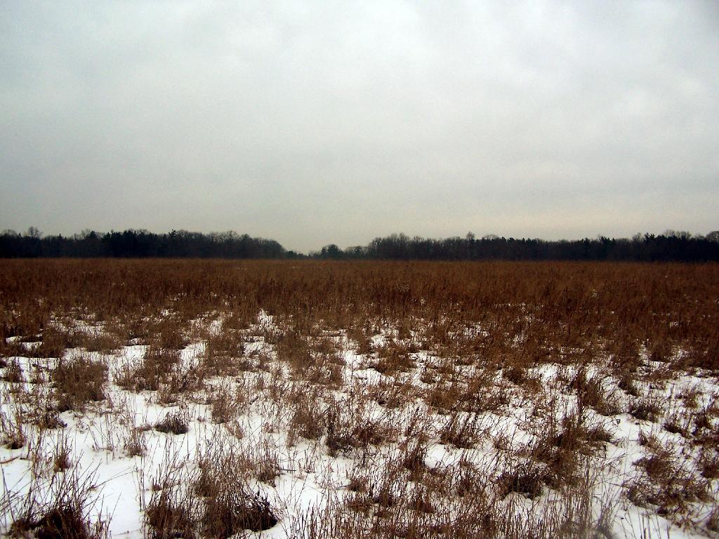 Photo: Gray Field