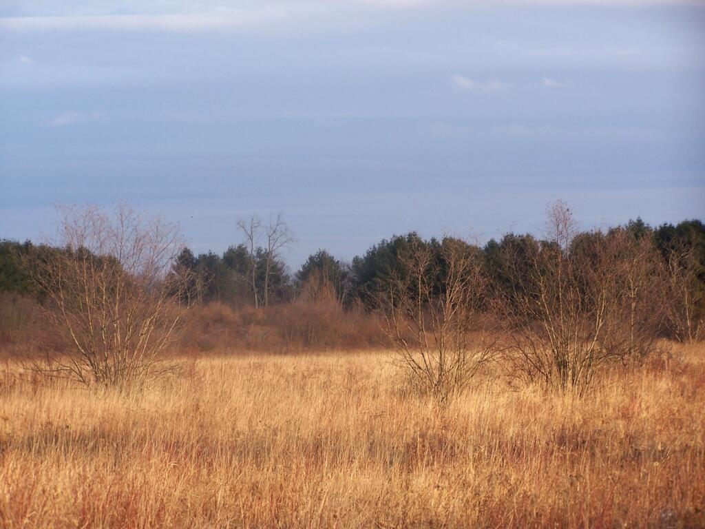 Photo: Backlit Field