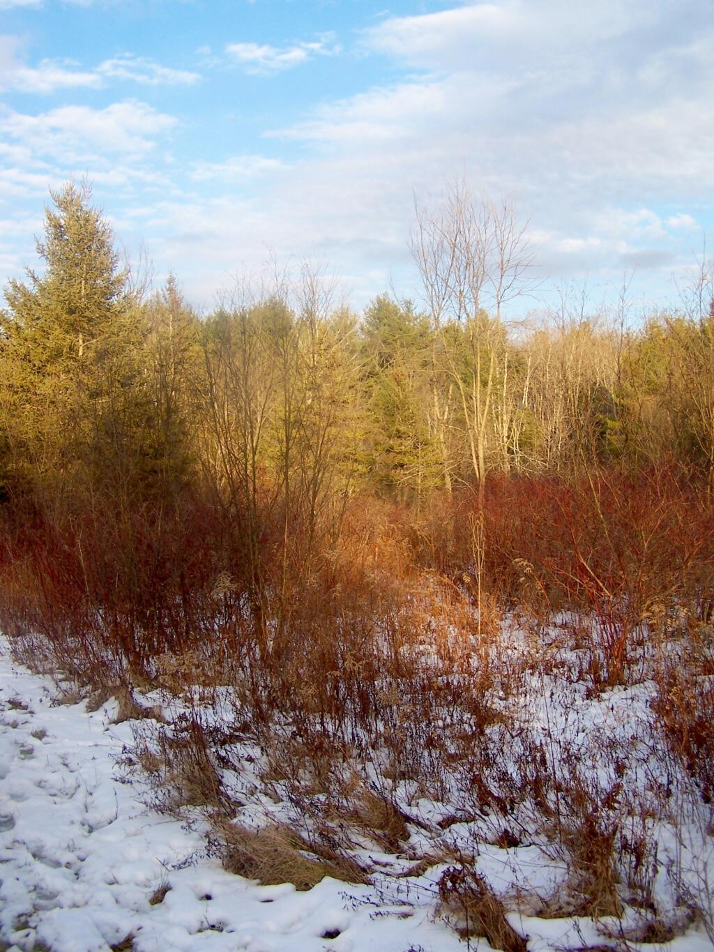 Photo: Sunlit Trees Photo: Sunlit Trees