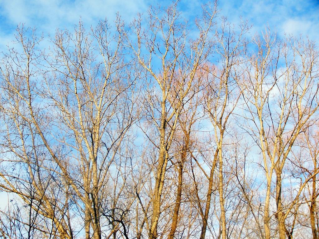 Photo: Trees