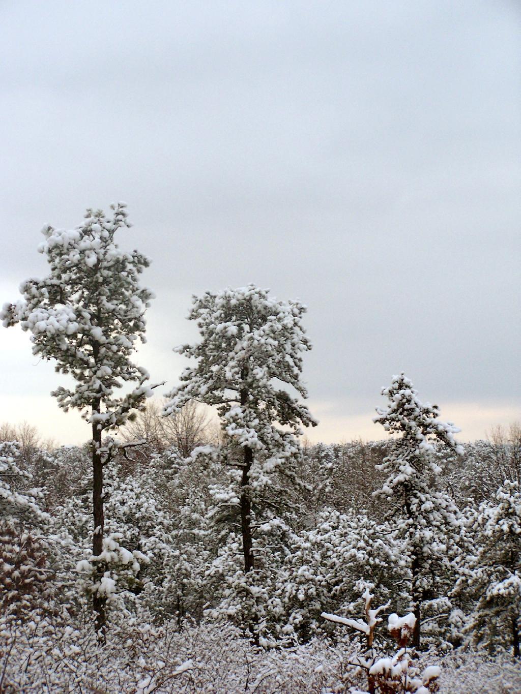 Photo: Pitch Pine with Snow Photo: Pitch Pine with Snow
