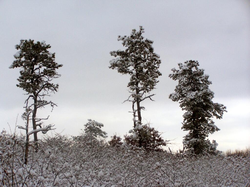 Photo: Snow Covered Pitch Pine
