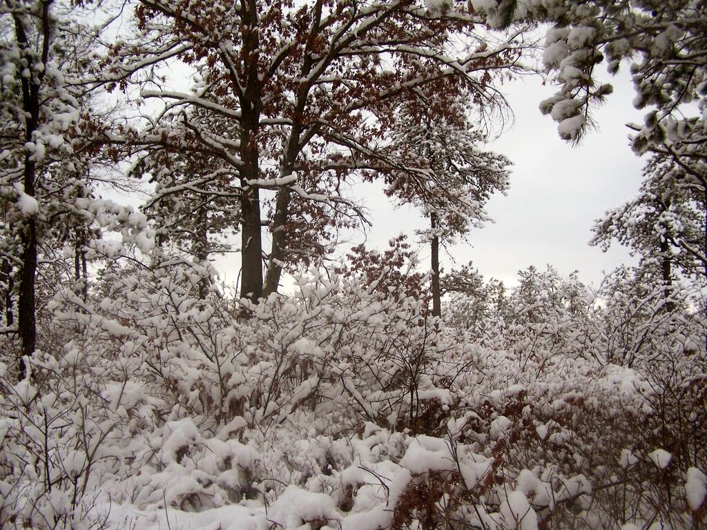 Photo: Snow Covered Trees Photo: Snow Covered Trees