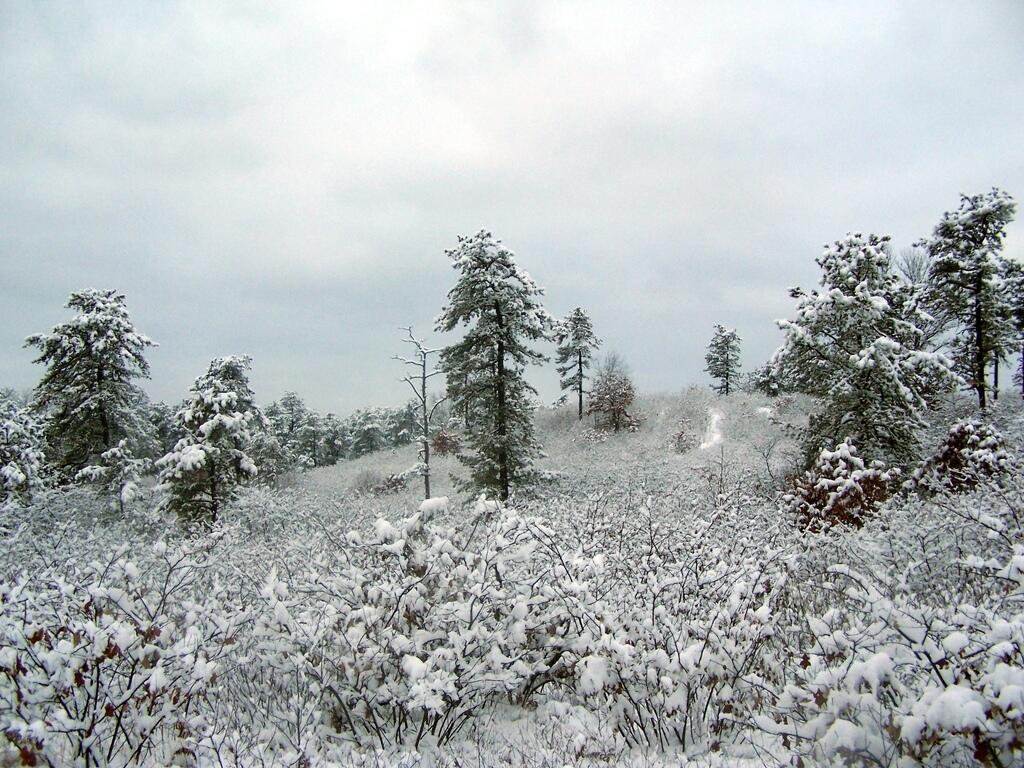 Photo: Snowy Landscape Photo: Snowy Landscape