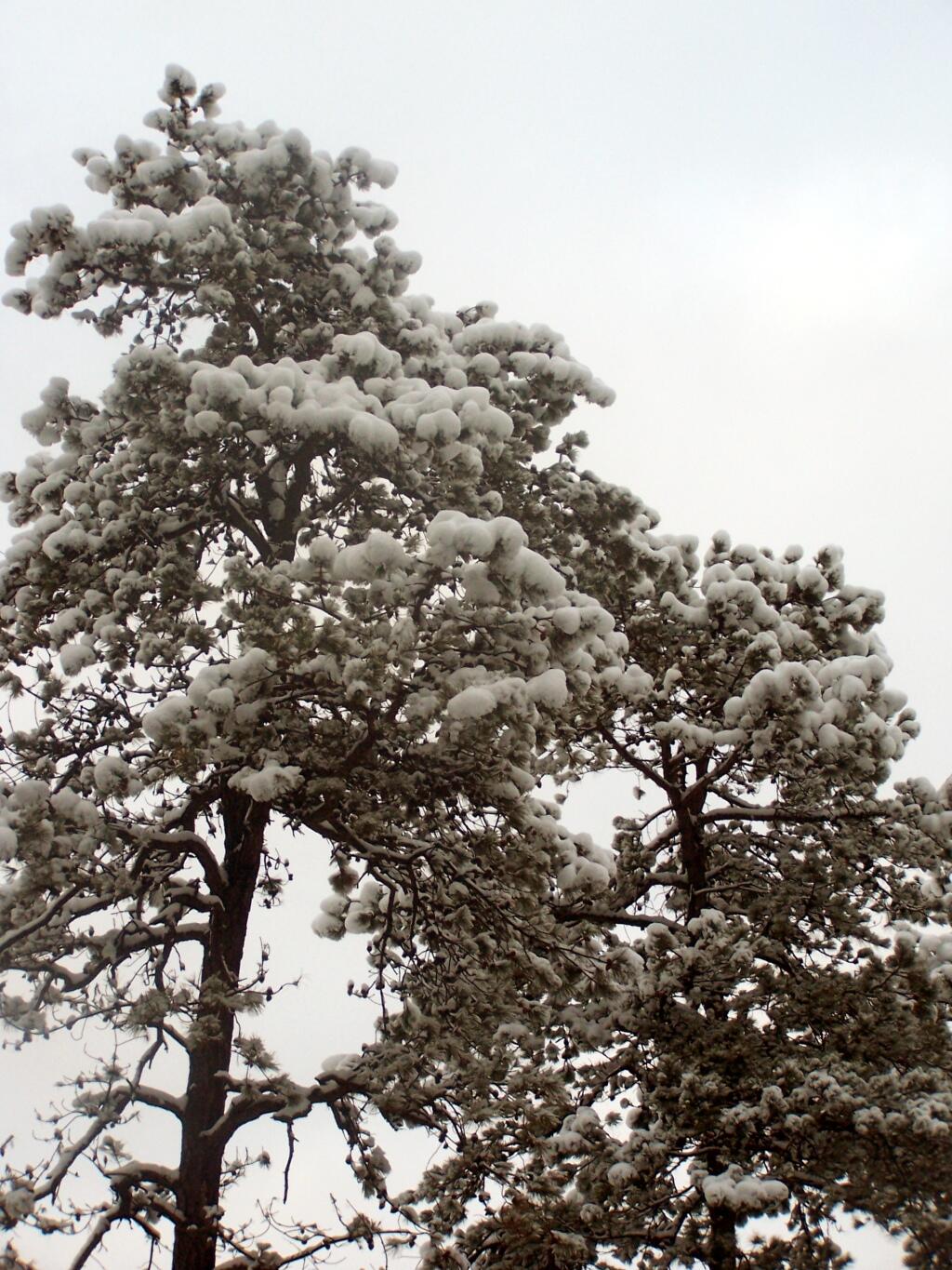 Photo: Blobs of Snow