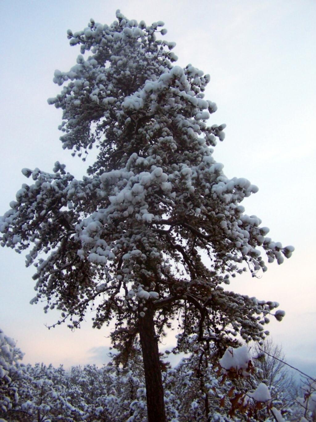 Photo: Bluish Tree