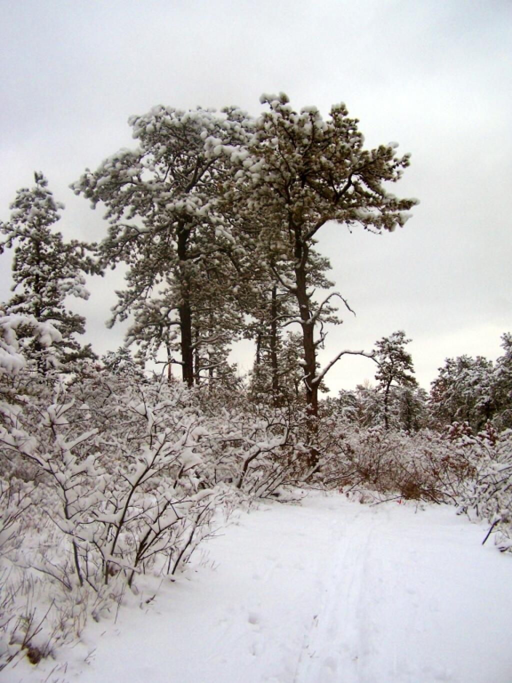 Photo: Trees
