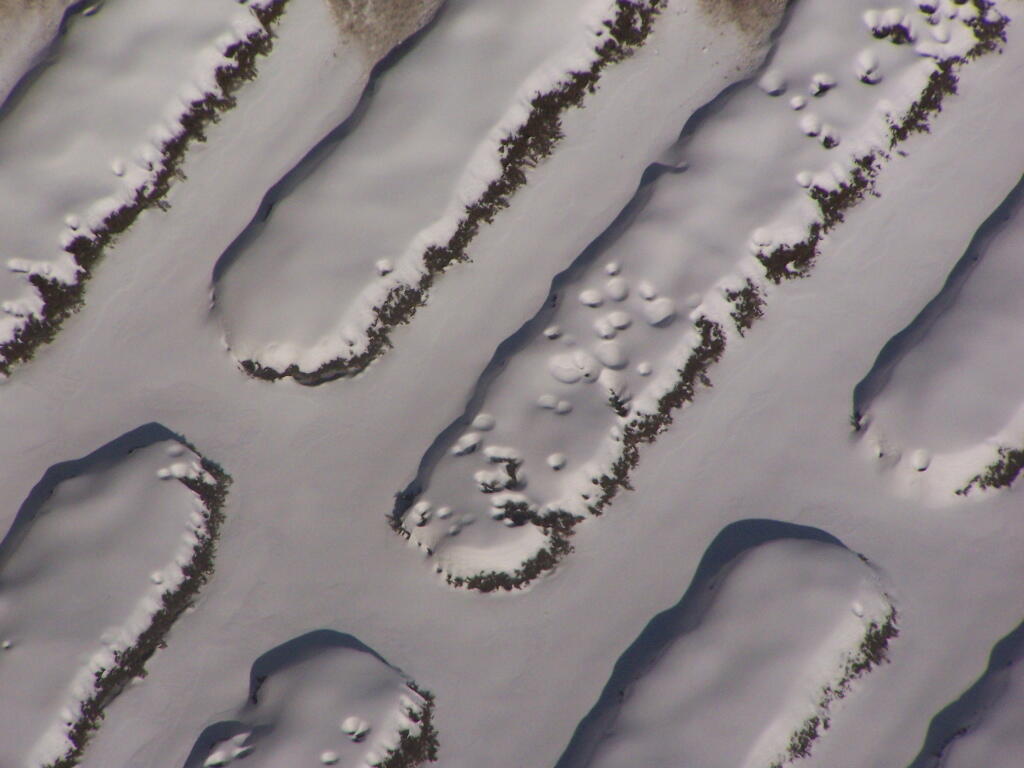 Photo: Snow Covered Bushes