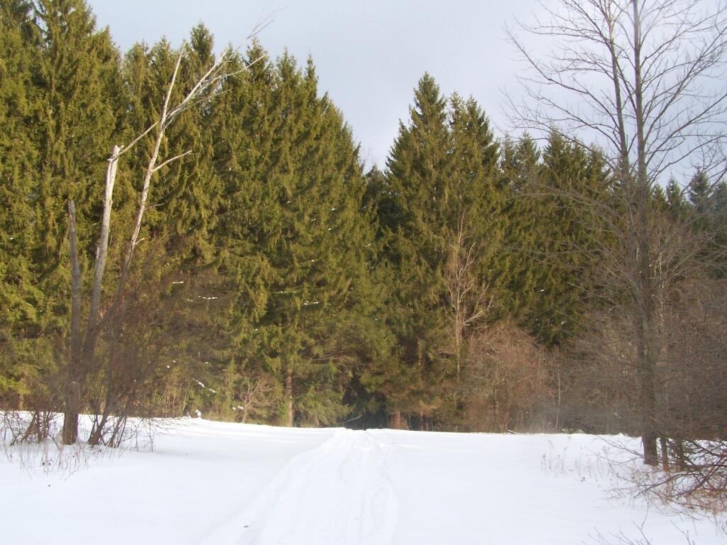 Photo: Clearing Photo: Clearing
