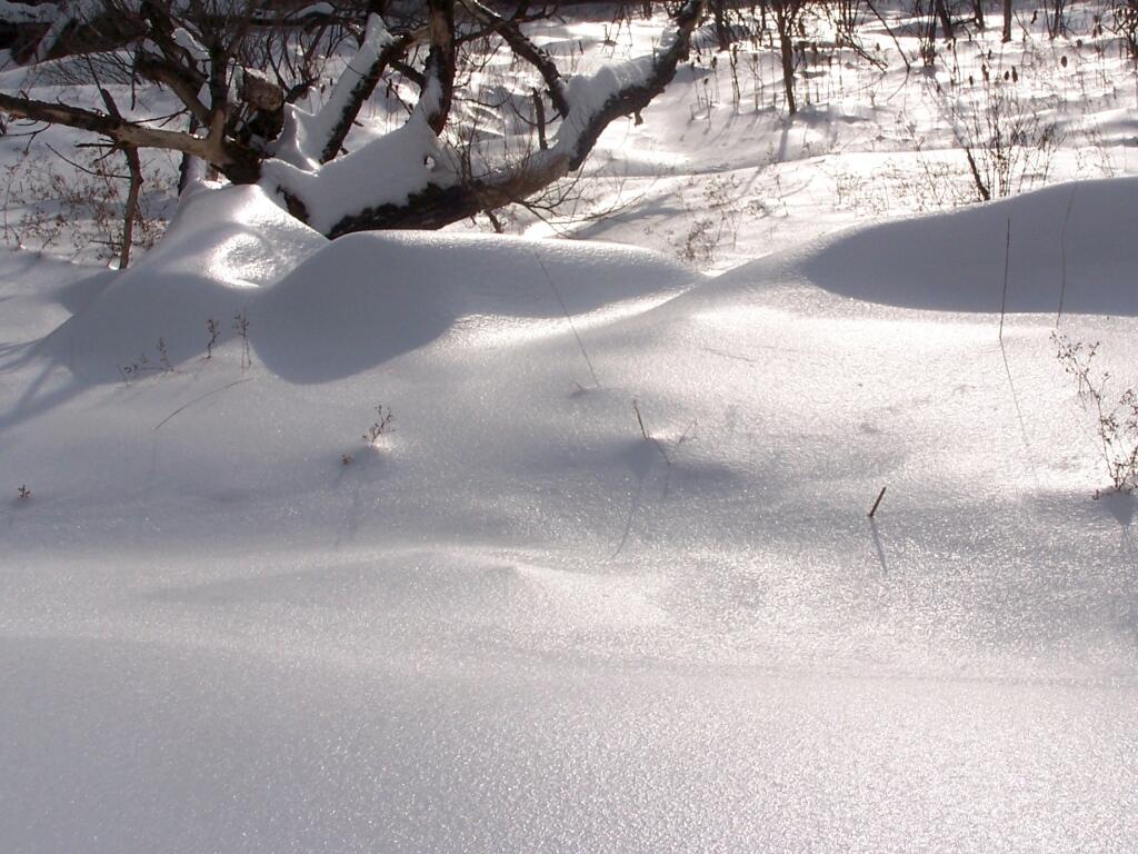 Photo: Frozen Wetlands