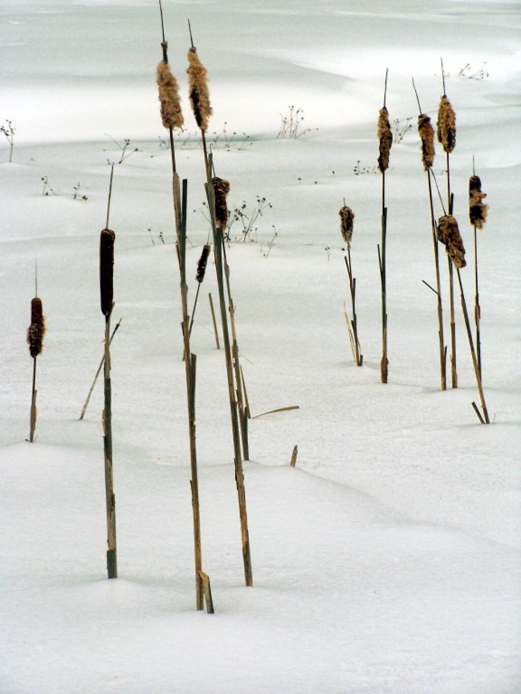 Photo: Cat Tails Photo: Cat Tails