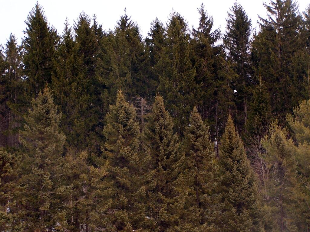 Photo: White Pine Planation Photo: White Pine Planation