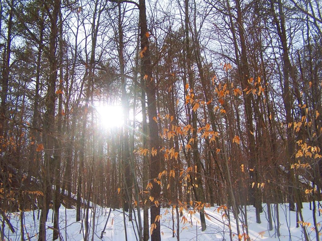 Photo: Sun Through the Trees Photo: Sun Through the Trees