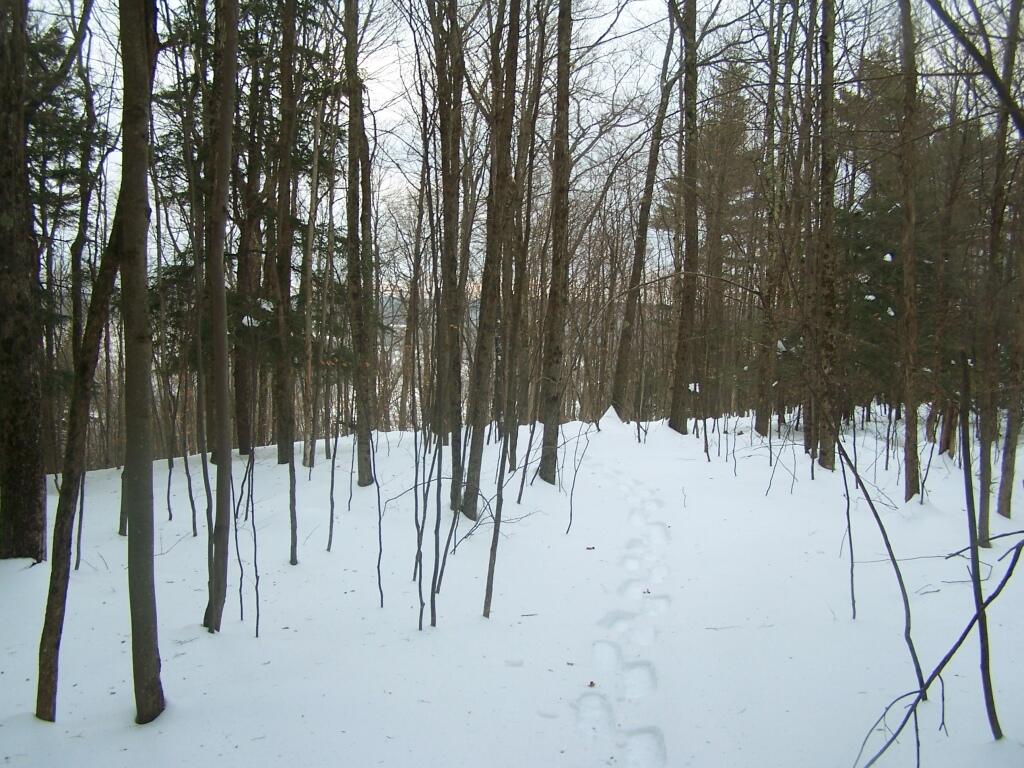Photo: Snowshoeing Through Deep Snow Photo: Snowshoeing Through Deep Snow