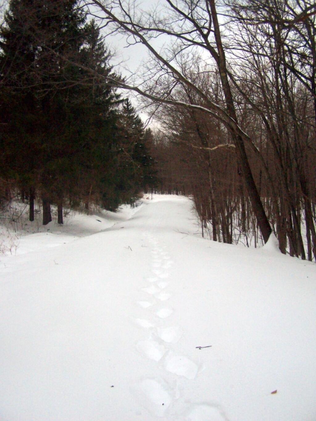 Photo: Not the Only Fool Snowshoeing Up Here Photo: Not the Only Fool Snowshoeing Up Here