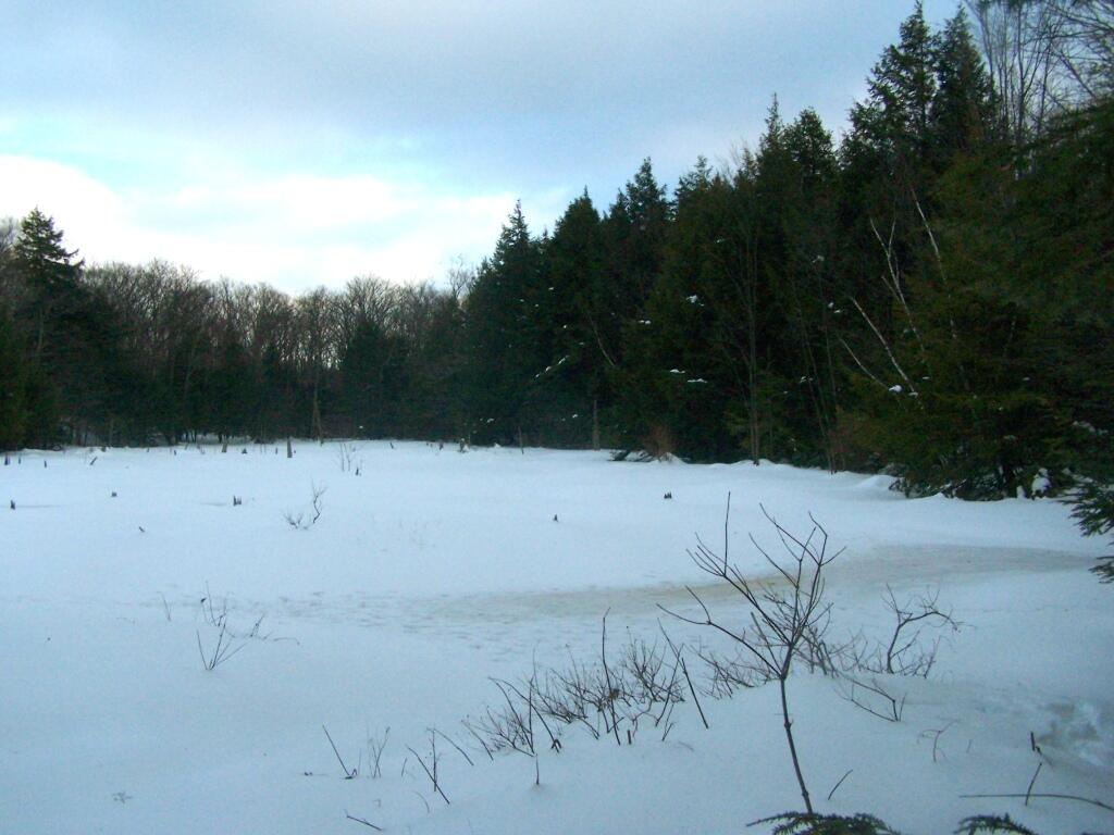 Photo: Frozen Swamp Above the Gulf Photo: Frozen Swamp Above the Gulf