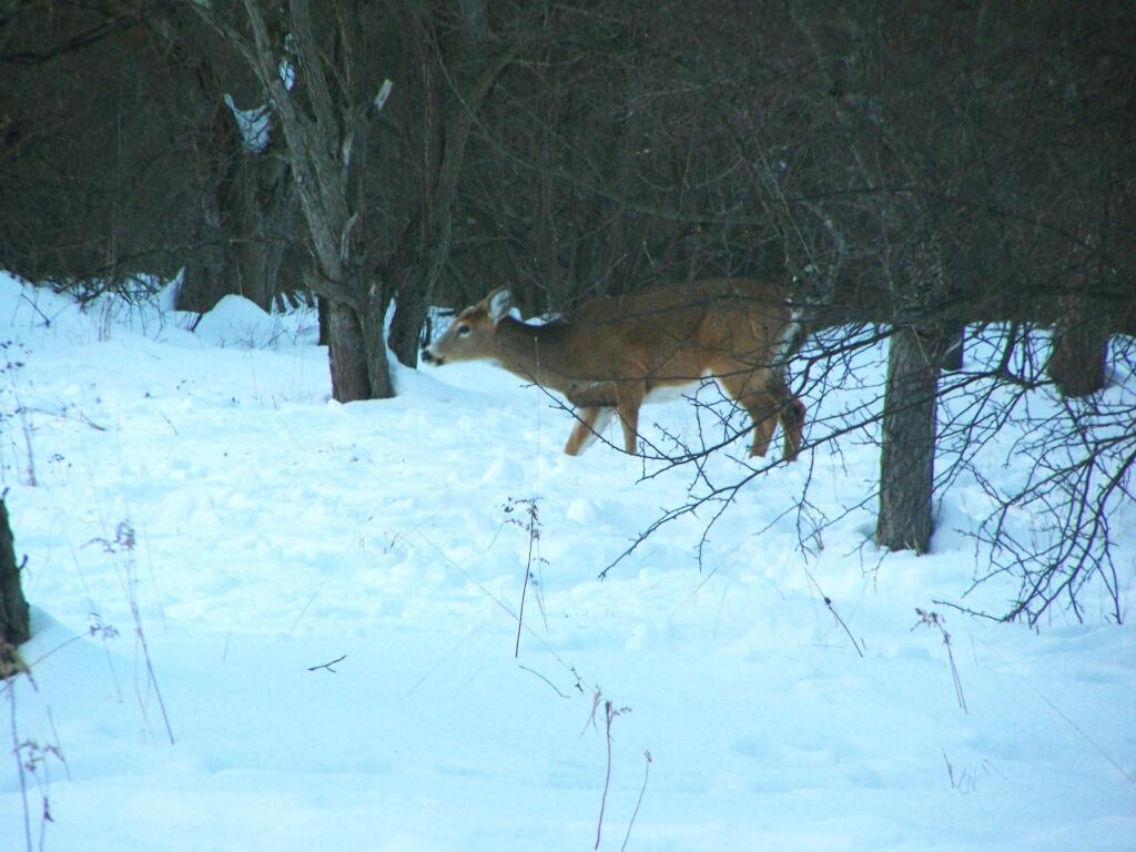 Photo: Deer in Apple Orchard