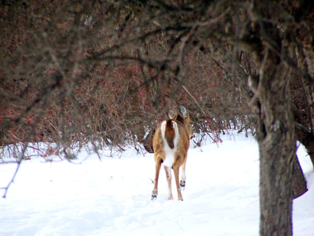 Photo: White Tail Walking Away