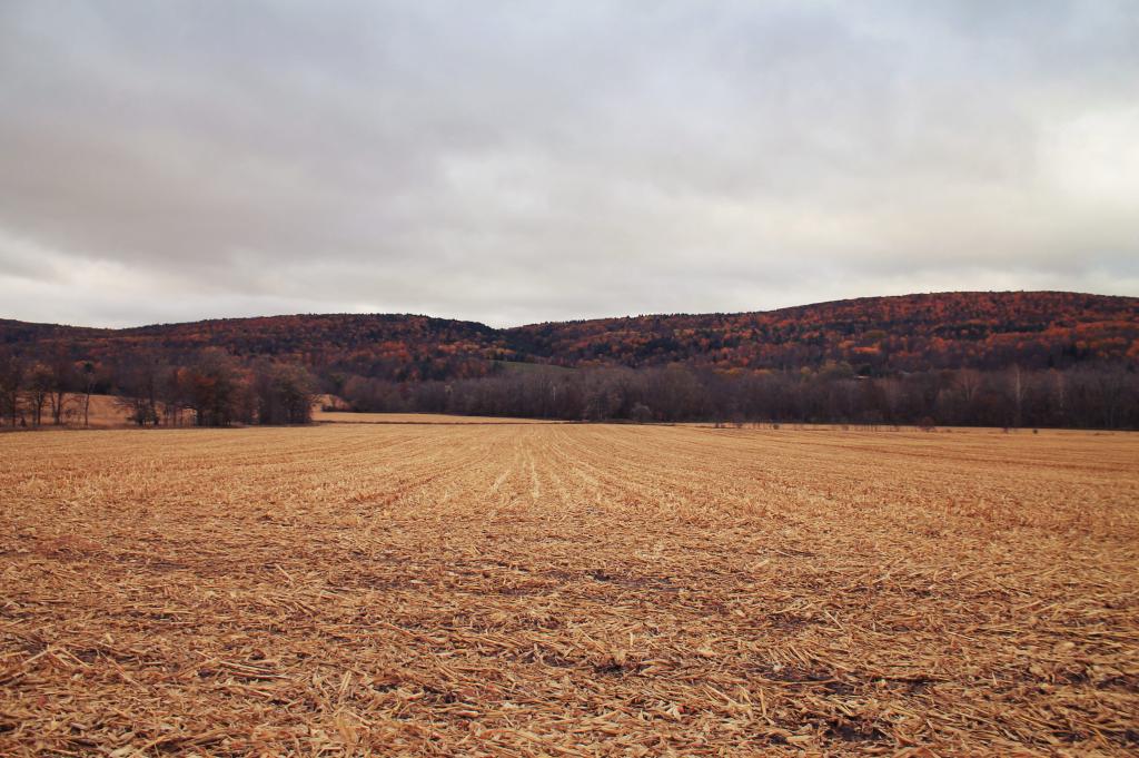 Photo: Chopped