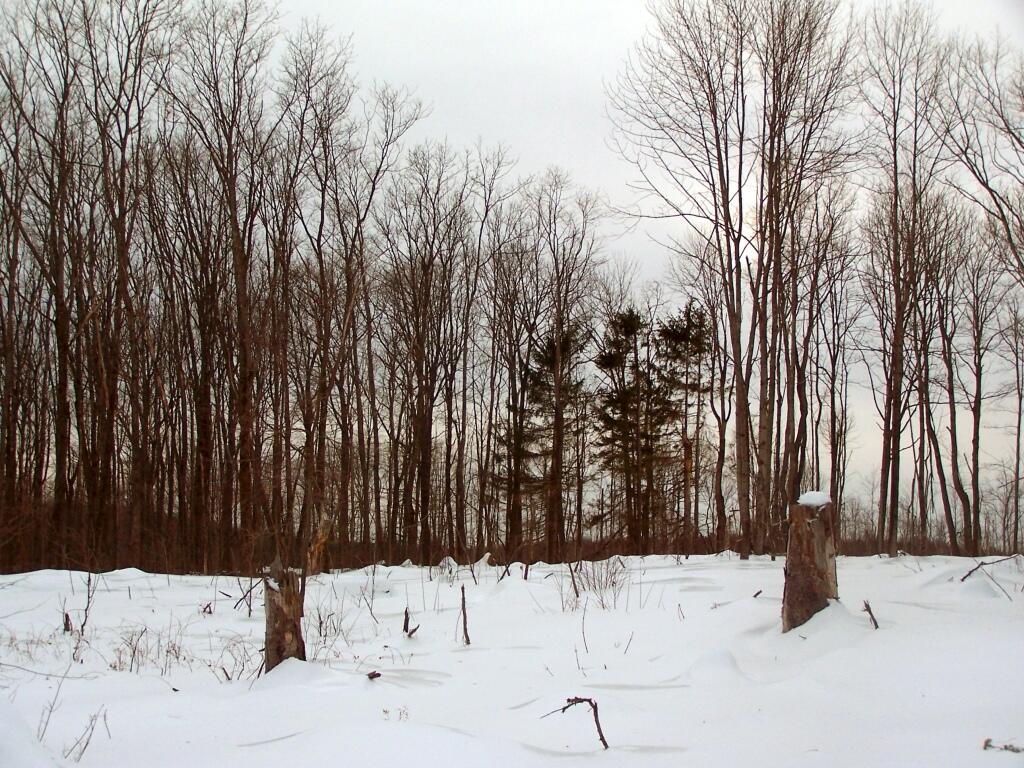 Photo: Recently Cut Area Photo: Recently Cut Area