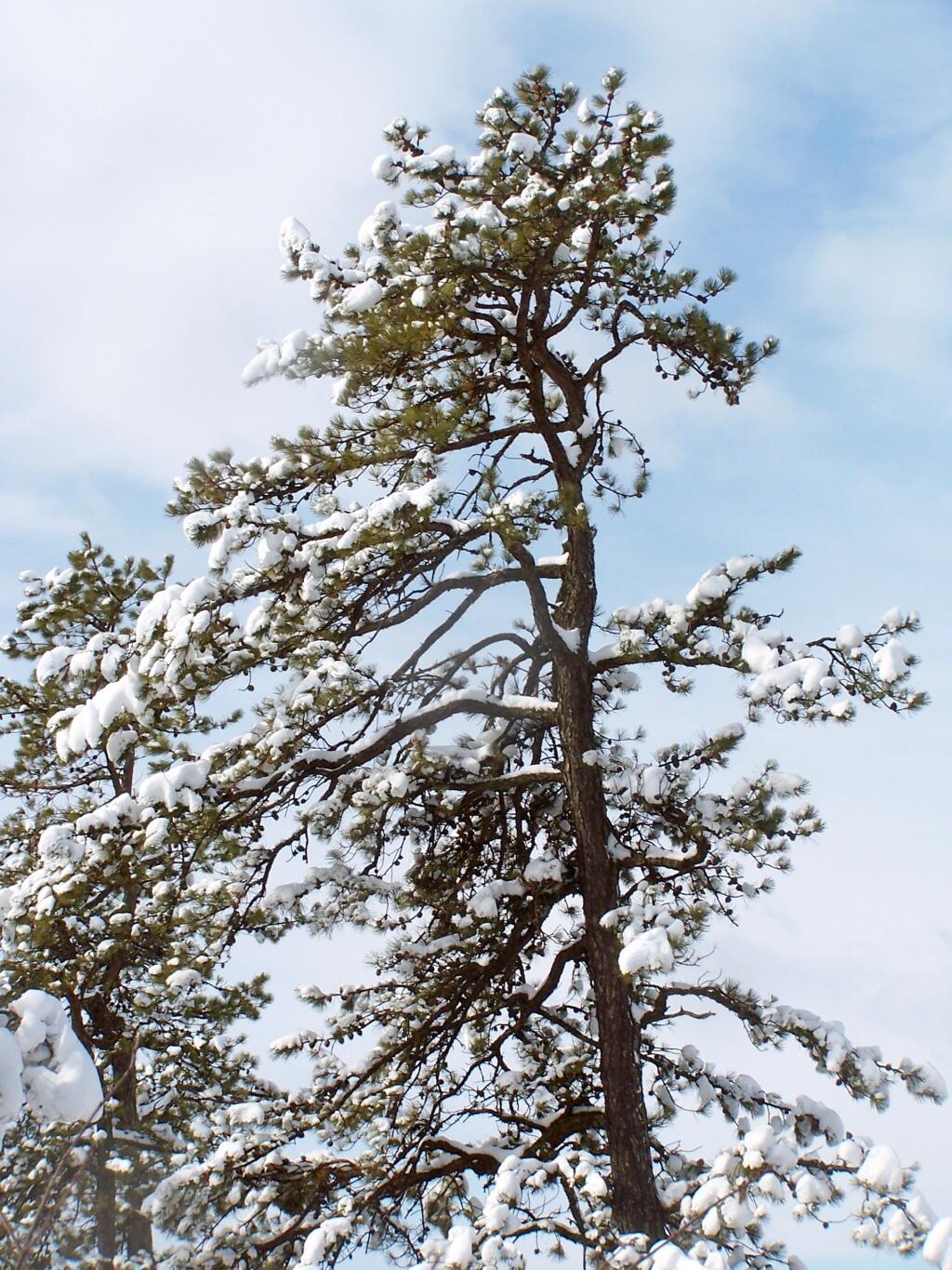 Photo: Snow Covered Pitch Pine