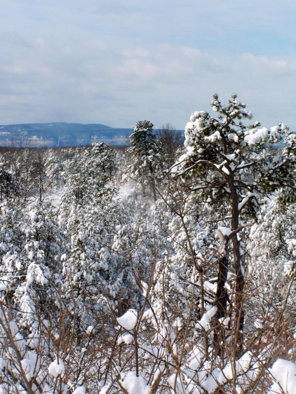 Photo: Snow Covered Pine Bariens Photo: Snow Covered Pine Bariens