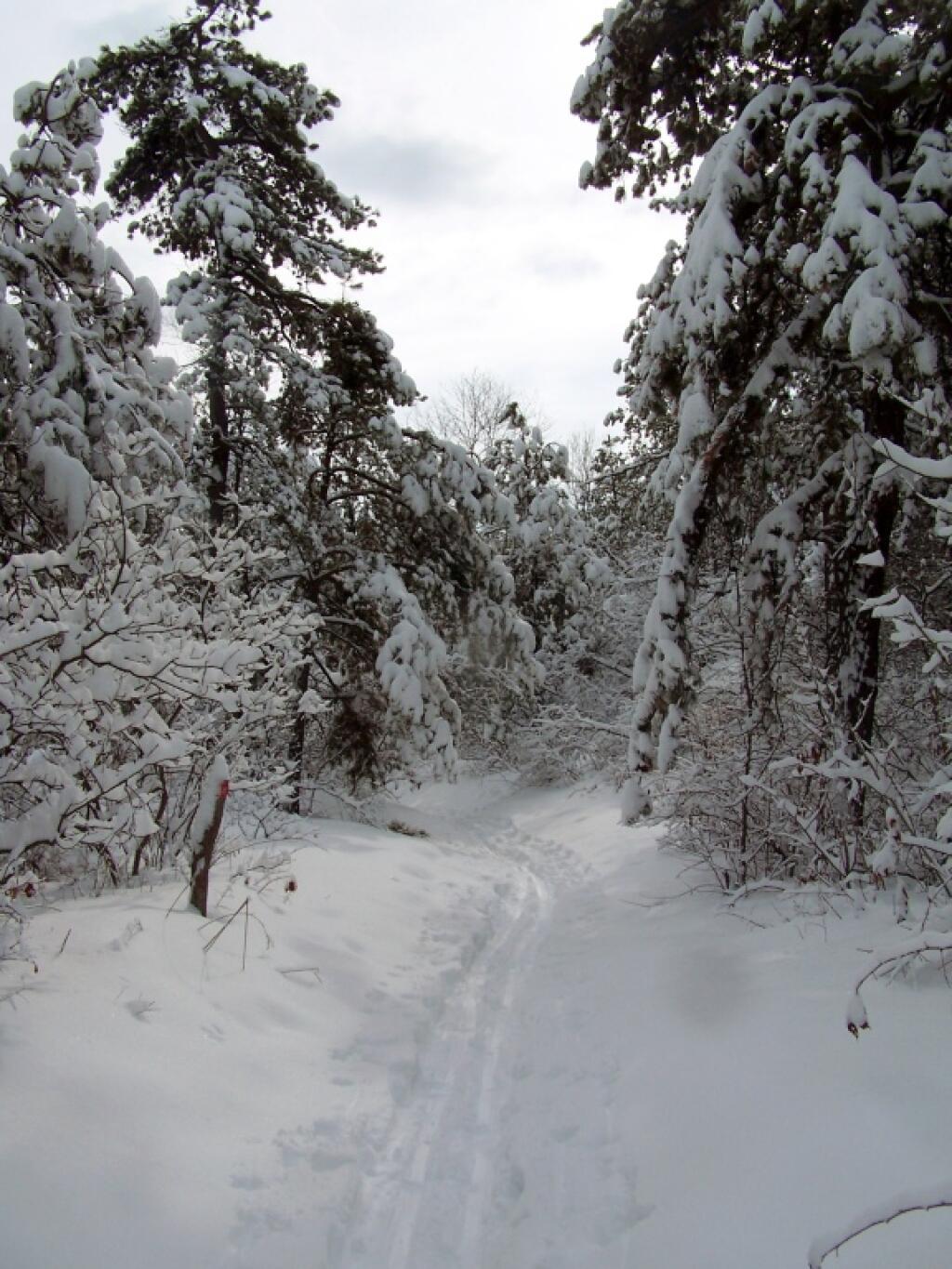 Photo: Snow Covered Trees
