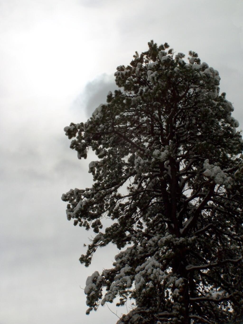 Photo: Tree