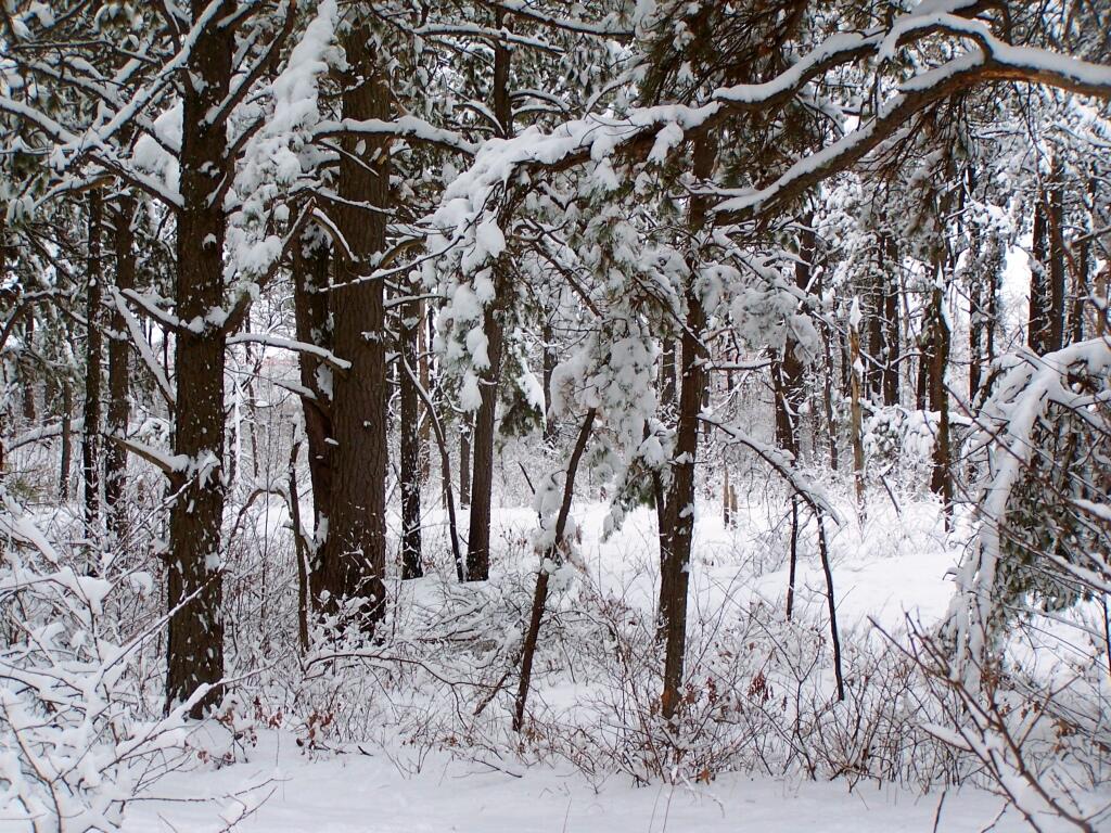 Photo: Snow Covered Trees Along Edge of Landfill Photo: Snow Covered Trees Along Edge of Landfill