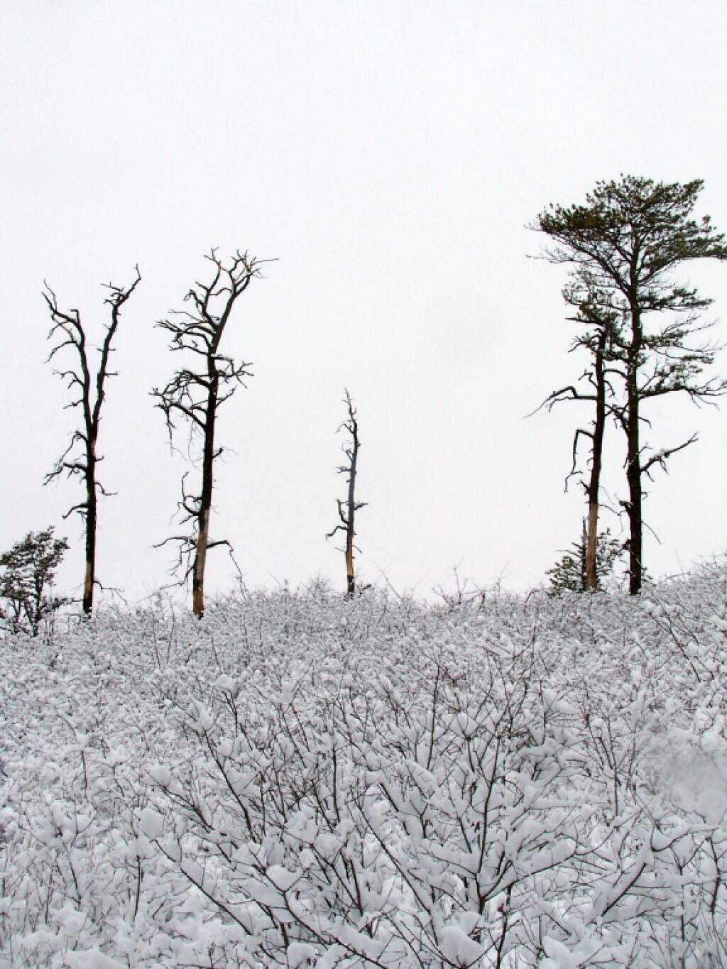 Photo: Pitch Pine Along Recently Cleared Area Photo: Pitch Pine Along Recently Cleared Area