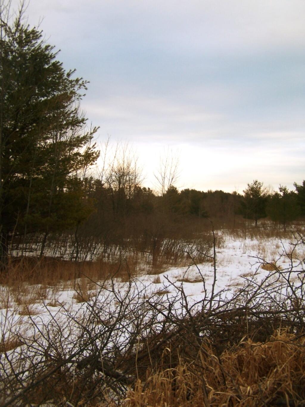 Photo: Gray Winters Evening