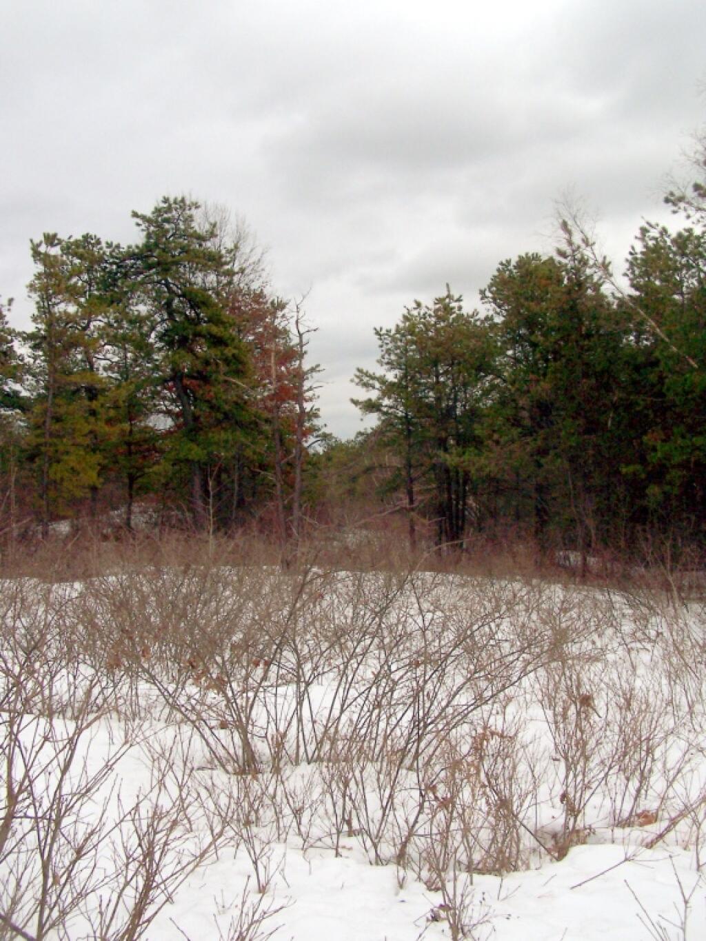 Photo: View Along Yellow Trail