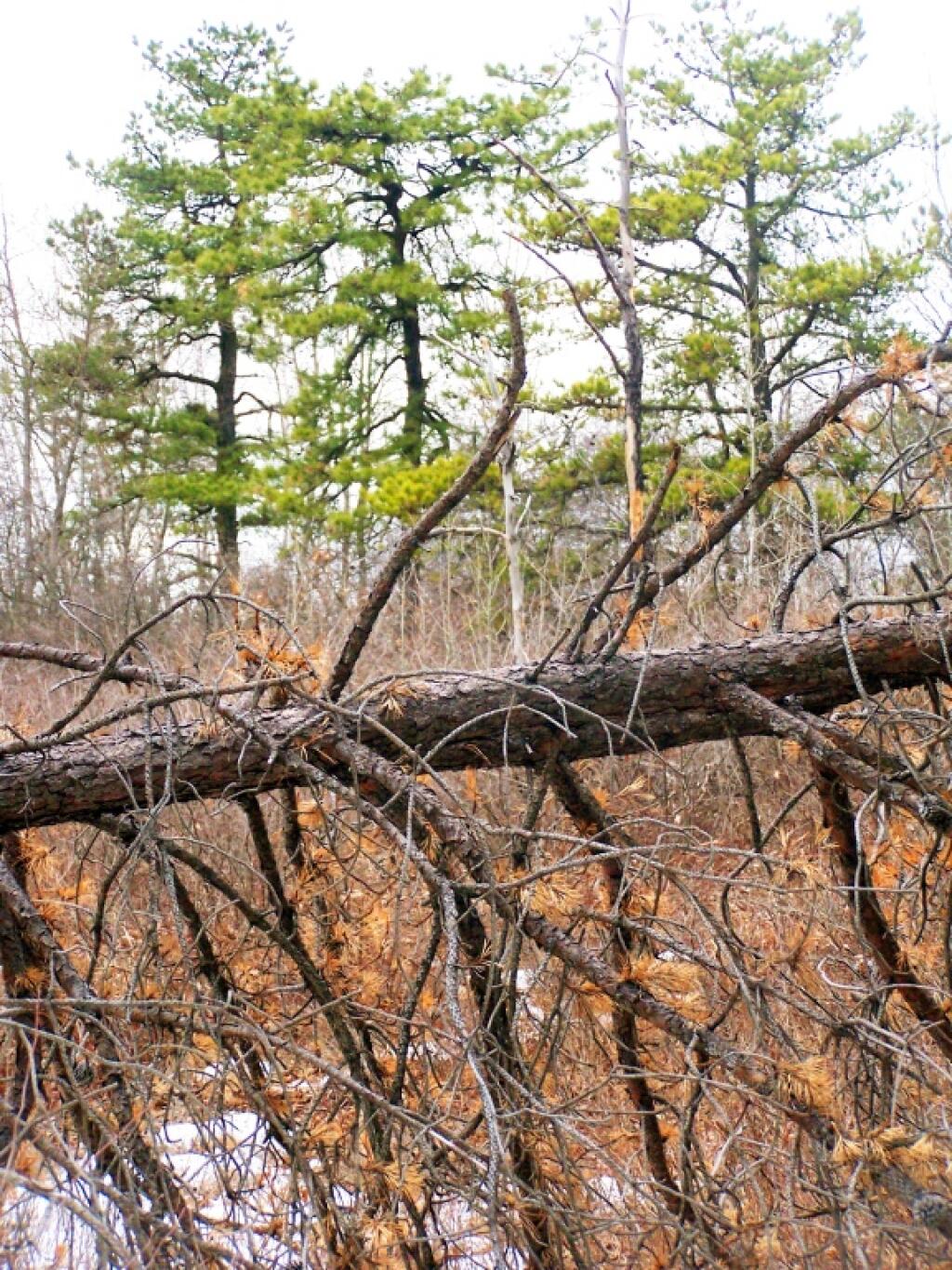 Photo: Blown Down Pitch Pine