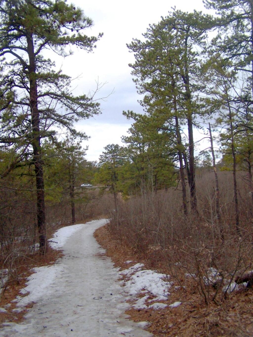 Photo: Ice Covered Pine Bush Trail Photo: Ice Covered Pine Bush Trail