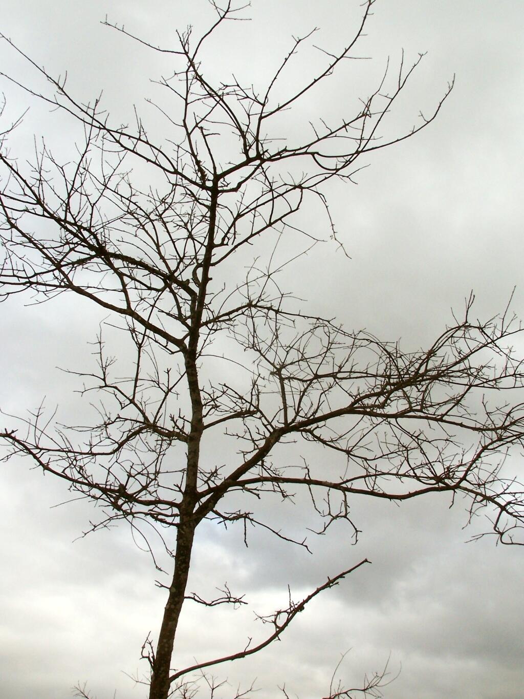 Photo: Leafless Tree Photo: Leafless Tree