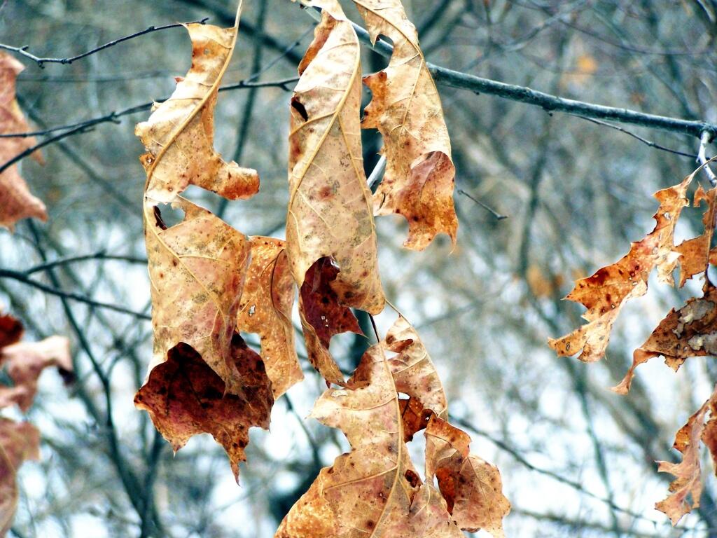 Photo: Oak Tree Leaves Photo: Oak Tree Leaves