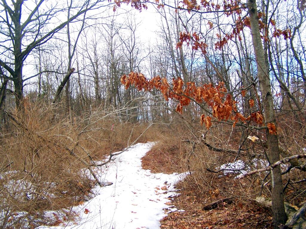 Photo: A More Grown Up Portion of Centerville Road Photo: A More Grown Up Portion of Centerville Road