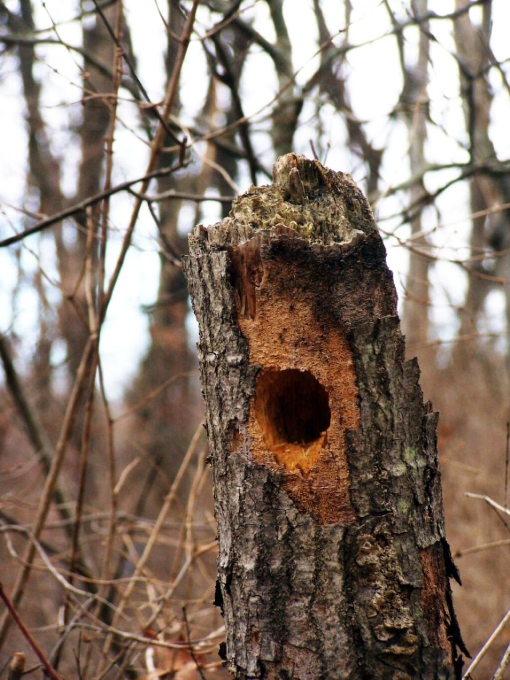 Photo: Woodbeck Burough Photo: Woodbeck Burough