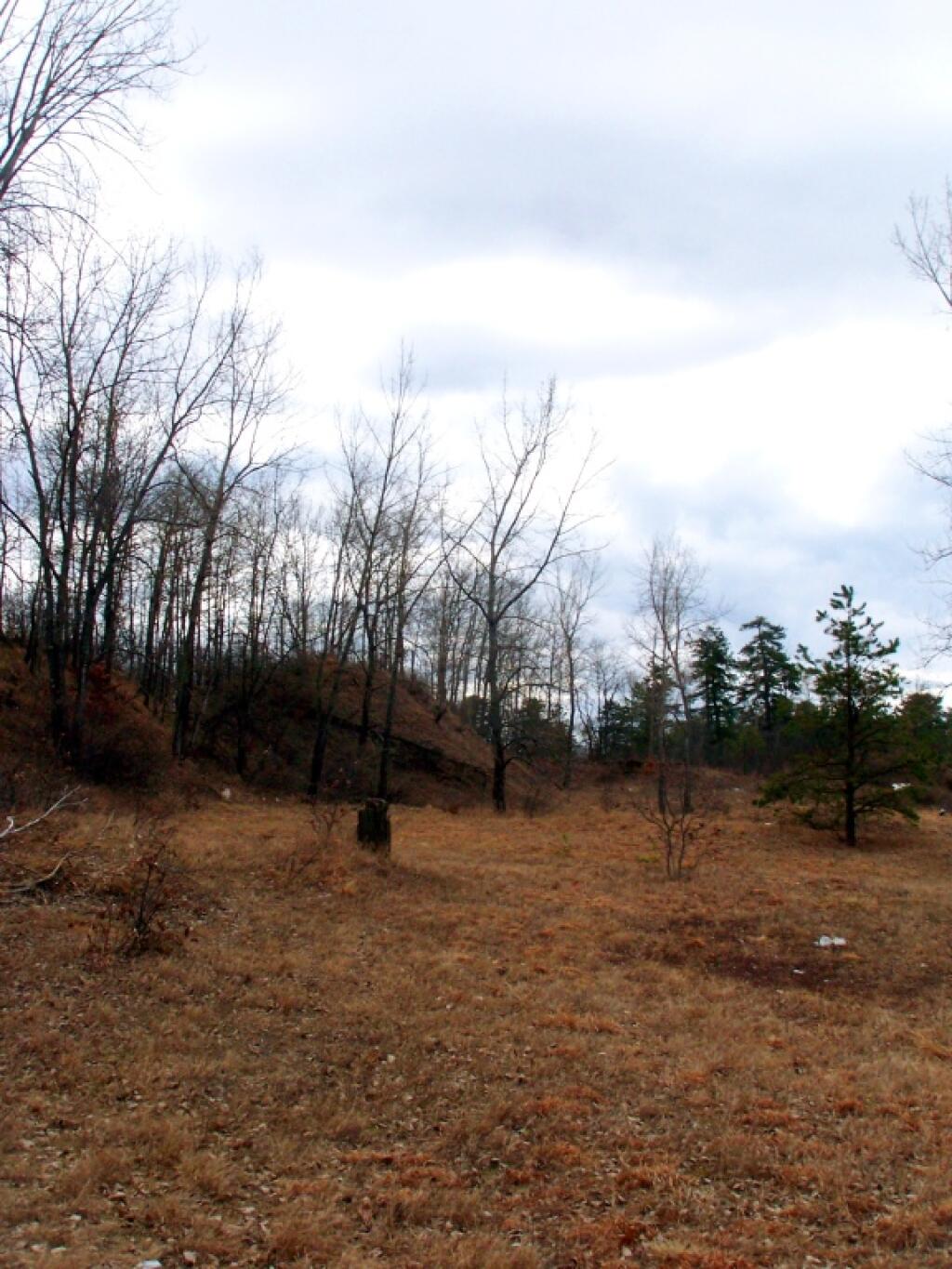 Photo: Walking Across Bulldozed Pine Dunes
